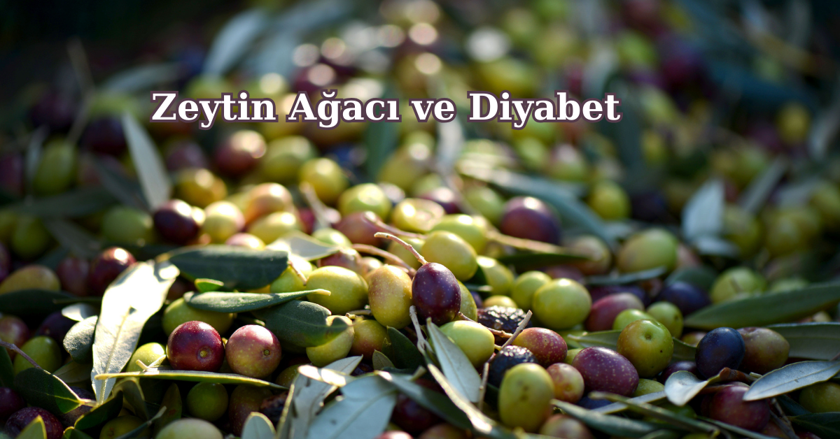 Zeytin Ağacı ve Diyabet